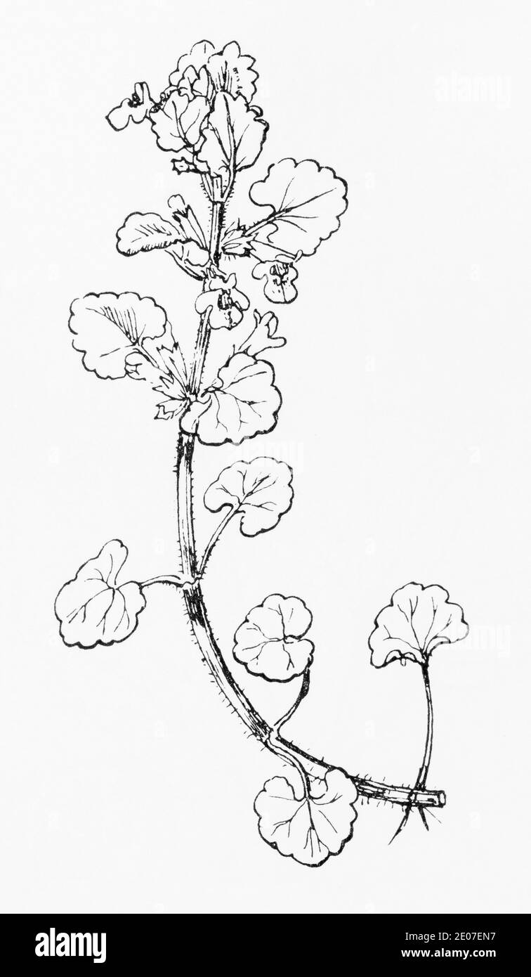 Old botanical illustration engraving of Ground Ivy / Glechoma hederacea. Traditional medicinal herbal plant. See Notes Stock Photo