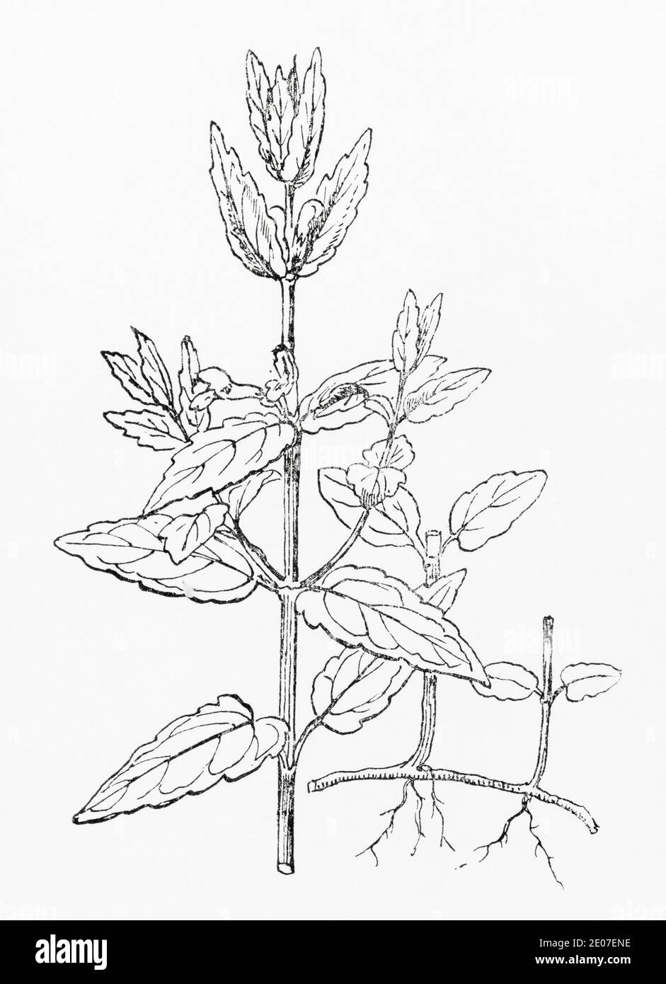 Old botanical illustration engraving of Greater Skullcap, Common Skullcap / Scutellaria galericulata. Traditional medicinal herbal plant. See Notes Stock Photo