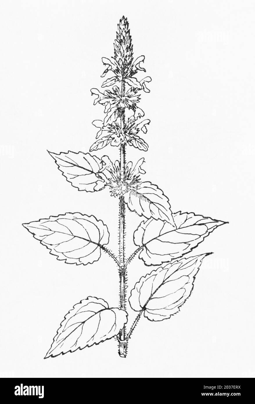 Old botanical illustration engraving of Hedge Woundwort / Stachys sylvatica. Traditional medicinal herbal plant. See Notes Stock Photo