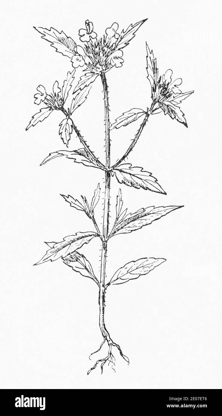 Old botanical illustration engraving of Field Hemp-Nettle, Red Hemp Nettle / Galeopsis ladanum. See Notes Stock Photo
