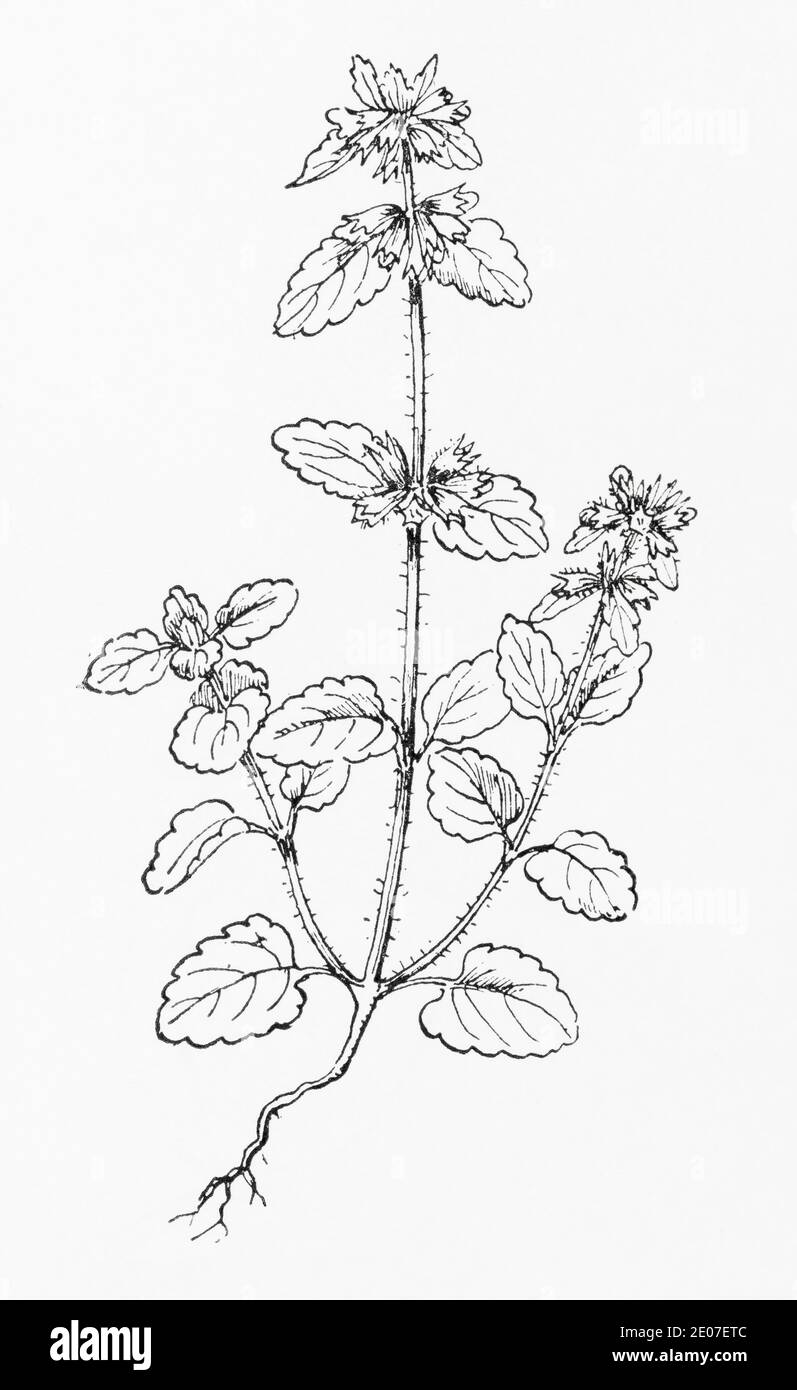 Old botanical illustration engraving of Field Woundwort, Corn Woundwort / Stachys arvensis. Traditional medicinal herbal plant. See Notes Stock Photo