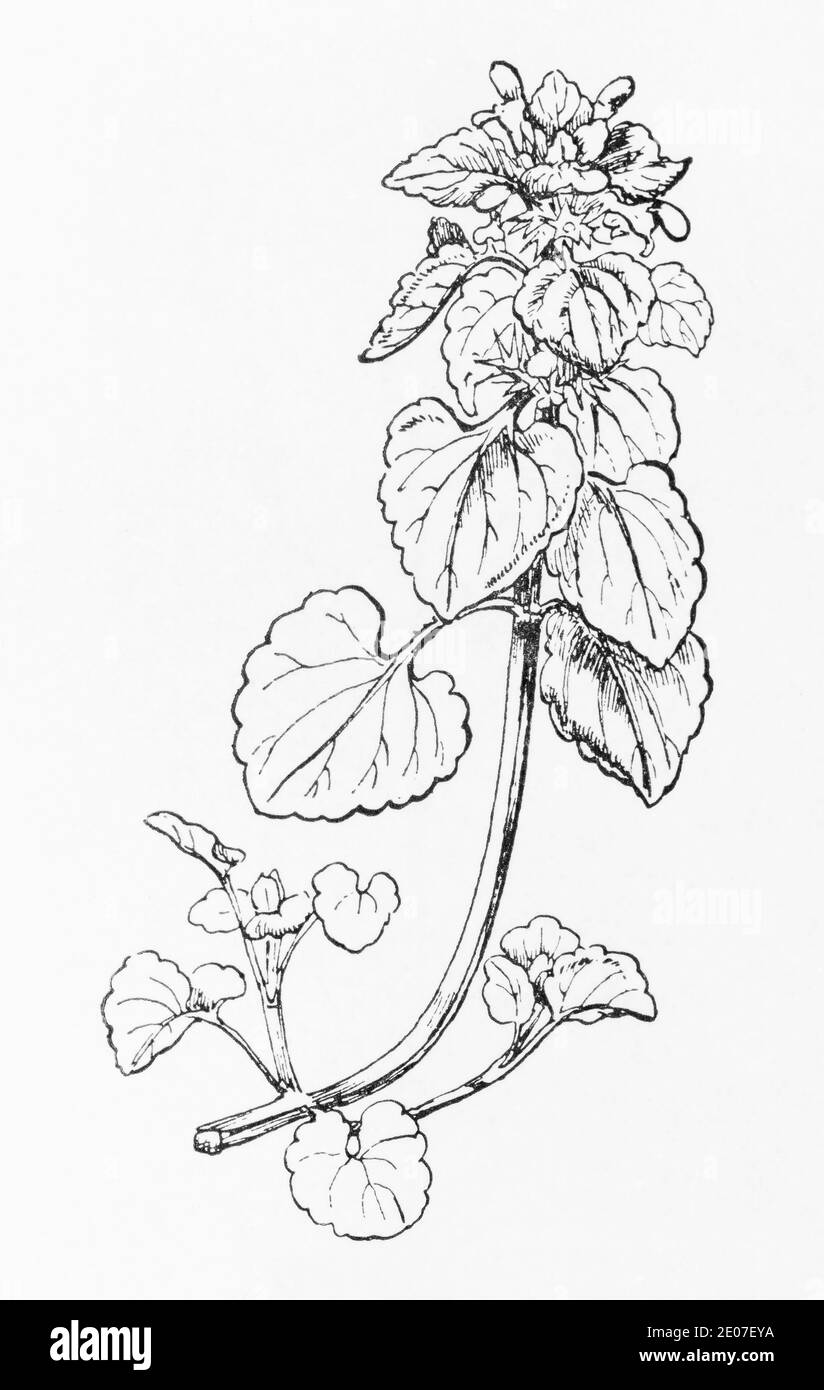 Old botanical illustration engraving of Red Dead Nettle / Lamium purpureum. Traditional medicinal herbal plant. See Notes Stock Photo