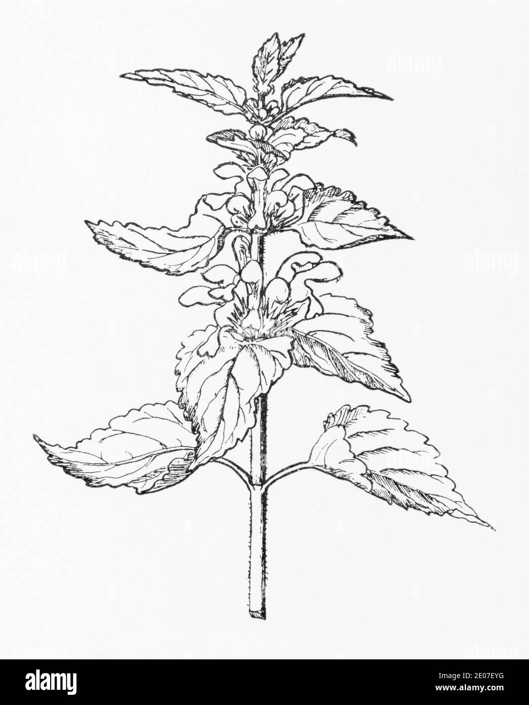Old botanical illustration engraving of White Dead Nettle / Lamium album. Traditional medicinal herbal plant. See Notes Stock Photo