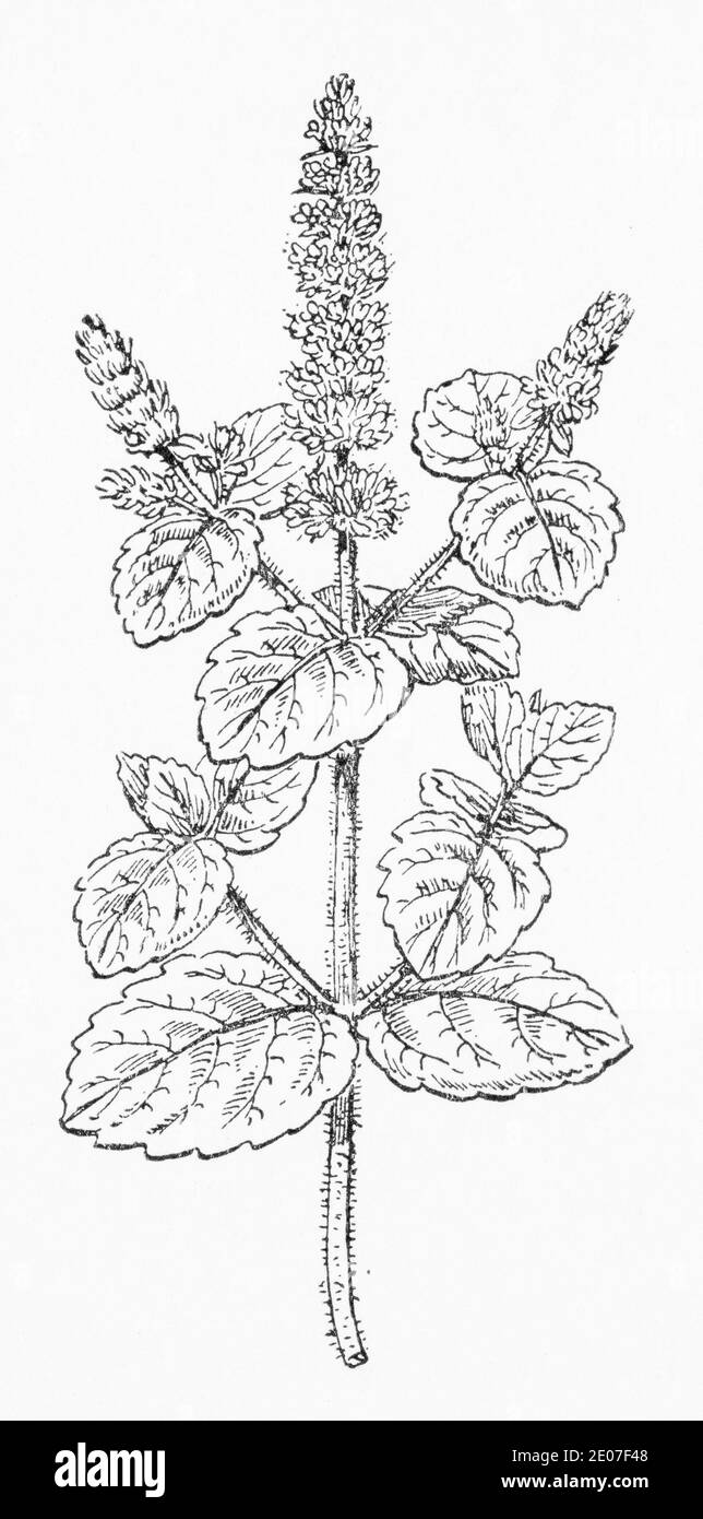 Old botanical illustration engraving of Round-leaved Mint, Apple Mint, Bowles mint / Mentha rotundifolia. Medicinal herbal plant. See Notes Stock Photo