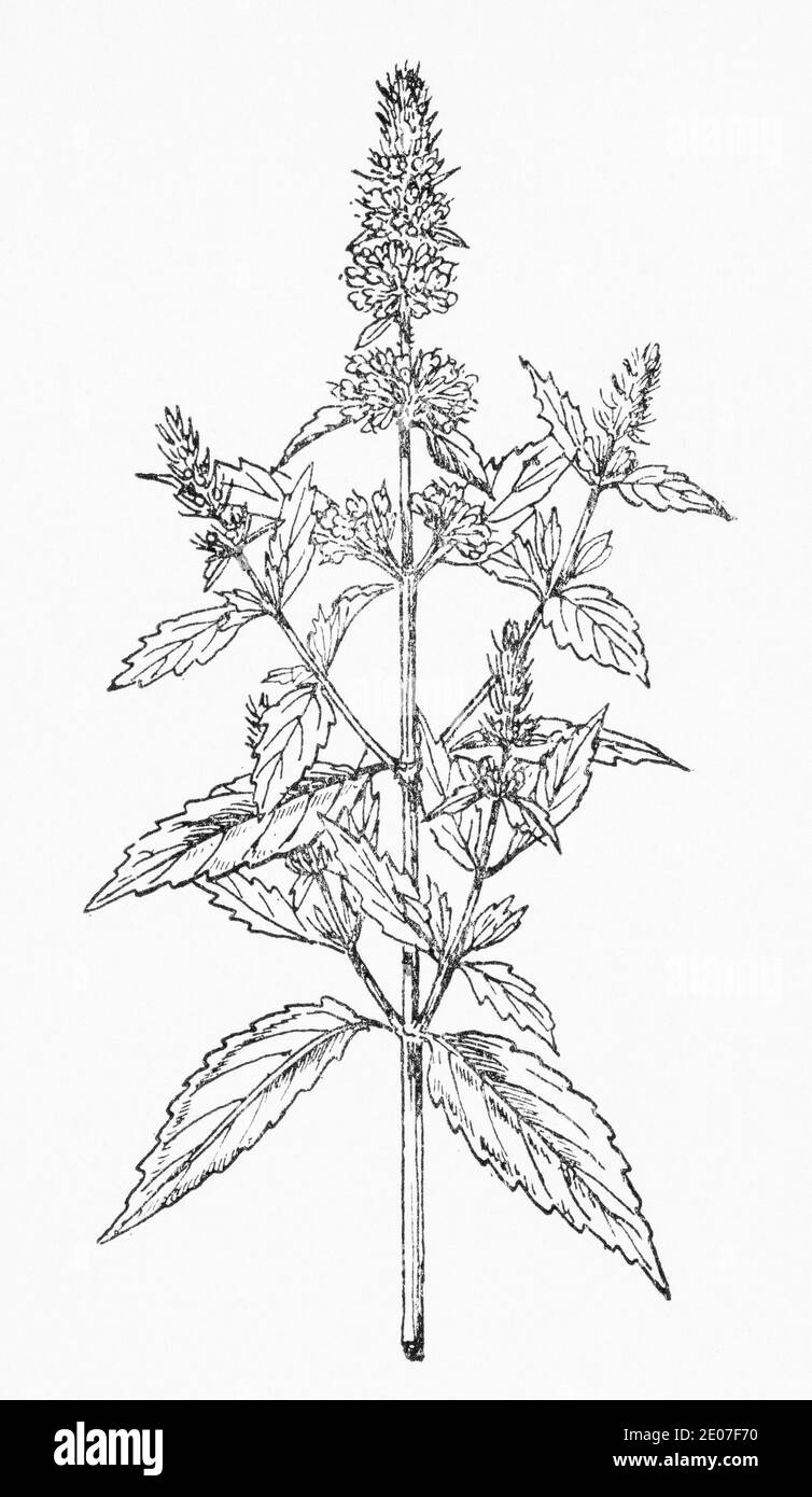 Old botanical illustration engraving of Peppermint / Mentha piperita. Traditional medicinal herbal plant. See Notes Stock Photo