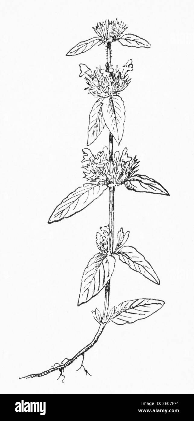 Old botanical illustration engraving of Wild Basil / Clinopodium vulgare, Calamintha clinopodium. Traditional medicinal herbal plant. See Notes Stock Photo