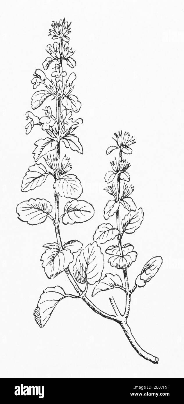 Old botanical illustration engraving of Calamint / Clinopodium nepeta, Calamintha officinalis. Traditional medicinal herbal plant. See Notes Stock Photo
