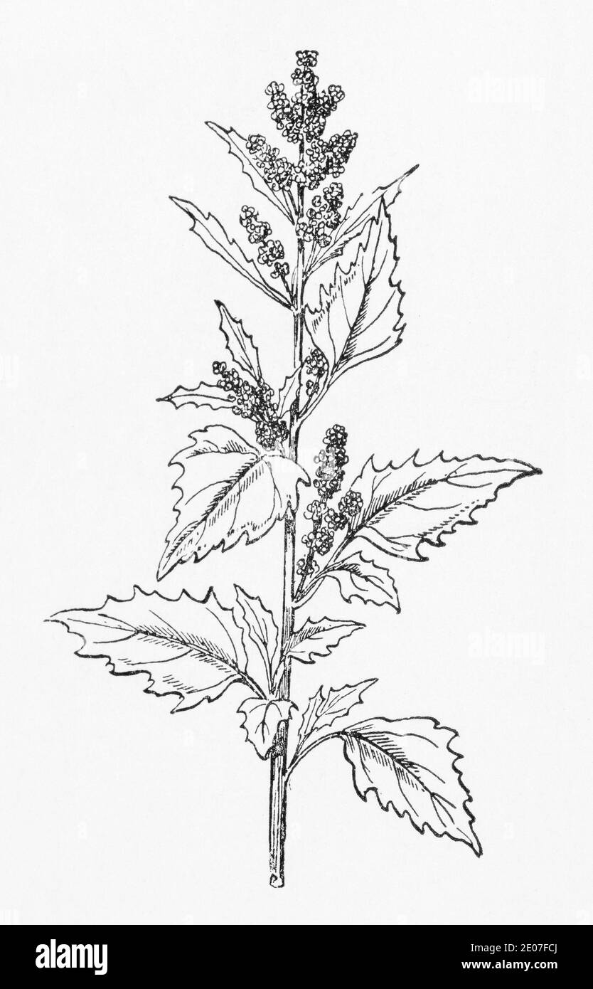 Old botanical illustration engraving of Nettle-leaved Goosefoot / Chenopodium murale. Sometimes used in Ayurvedic herbal treatment. See Notes Stock Photo