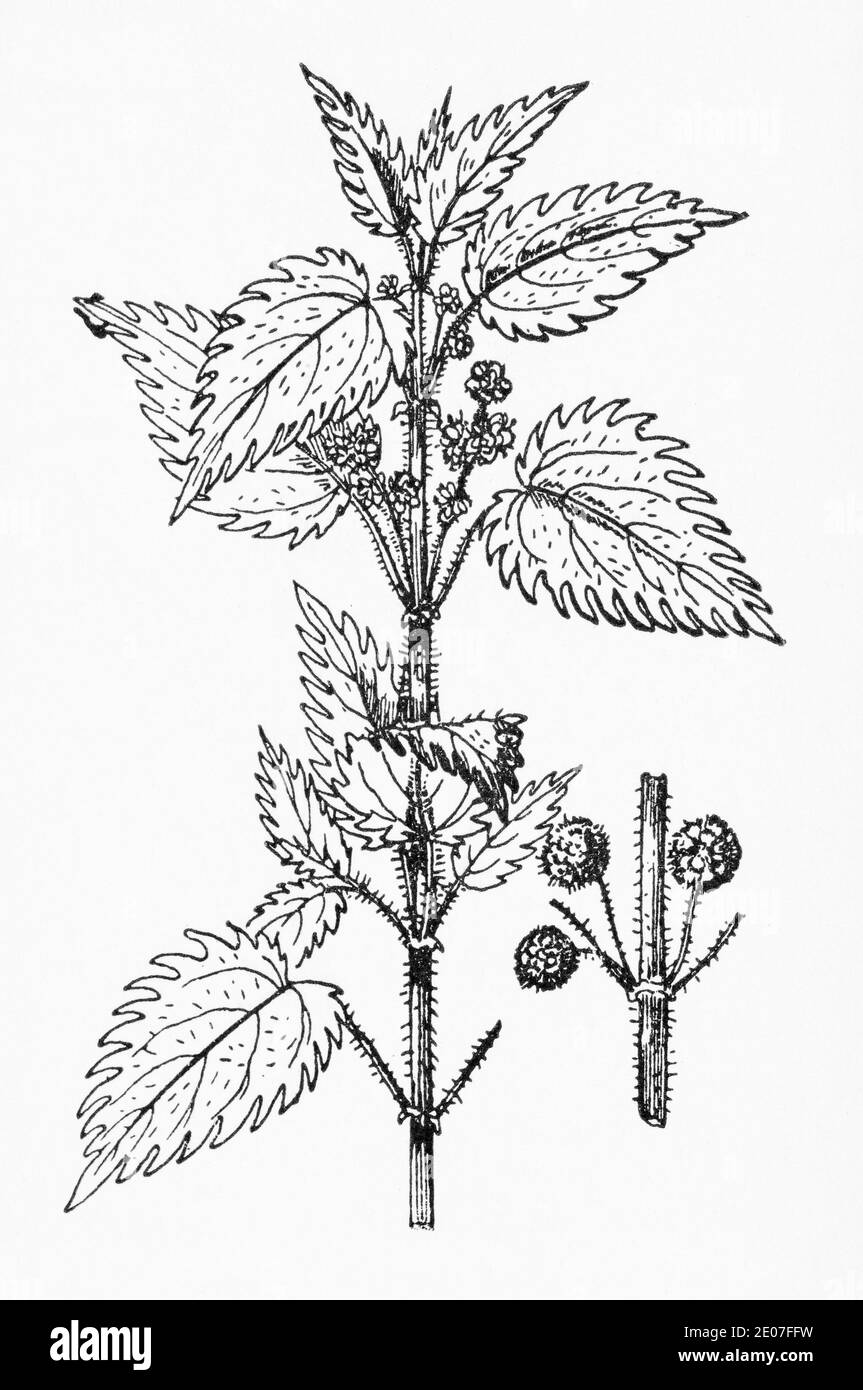 Old botanical illustration engraving of Roman Nettle / Urtica pilulifera. Traditional medicinal herbal plant. See Notes Stock Photo