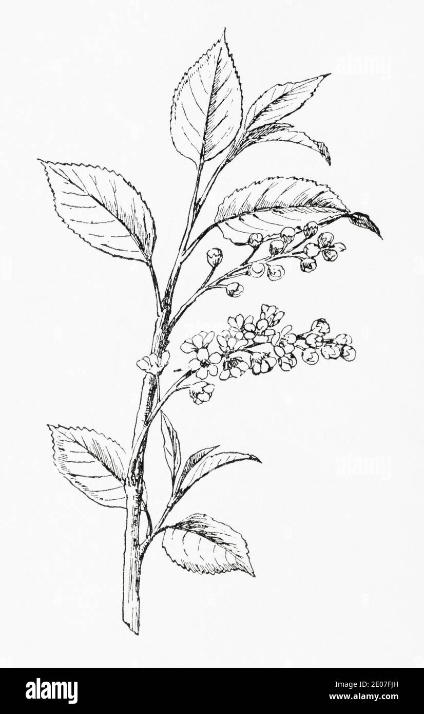 Old botanical illustration engraving of Bird Cherry / Prunus padus. Traditional medicinal herbal plant. See Notes Stock Photo