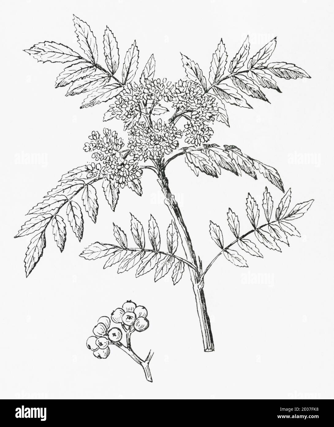 Old botanical illustration engraving of Mountain Ash, Rowan / Sorbus aucuparia. Traditional medicinal herbal plant. See Notes Stock Photo