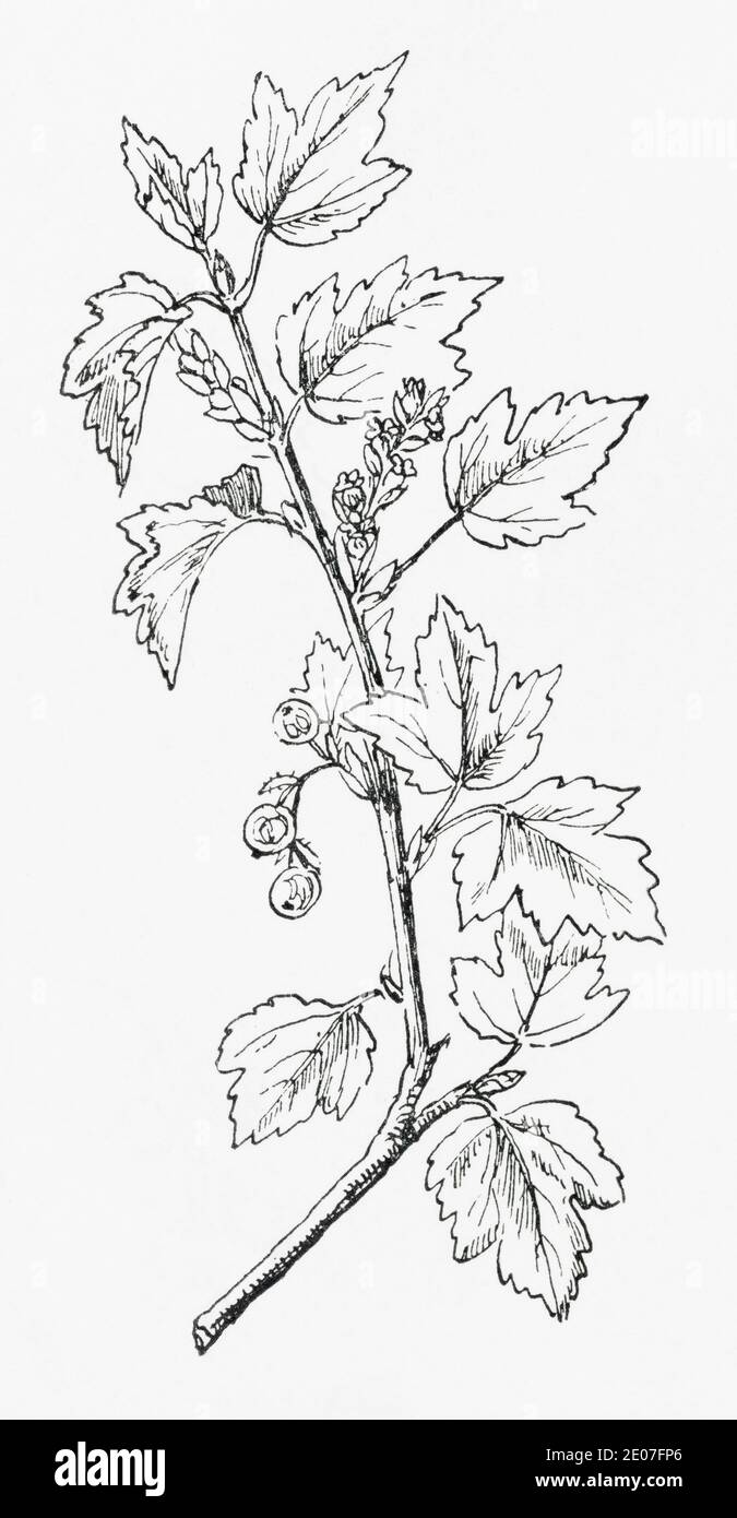 Old botanical illustration engraving of the tasteless wild Mountain Currant, Alpine Currant / Ribes alpinum, Ribes lucidum. See Notes Stock Photo