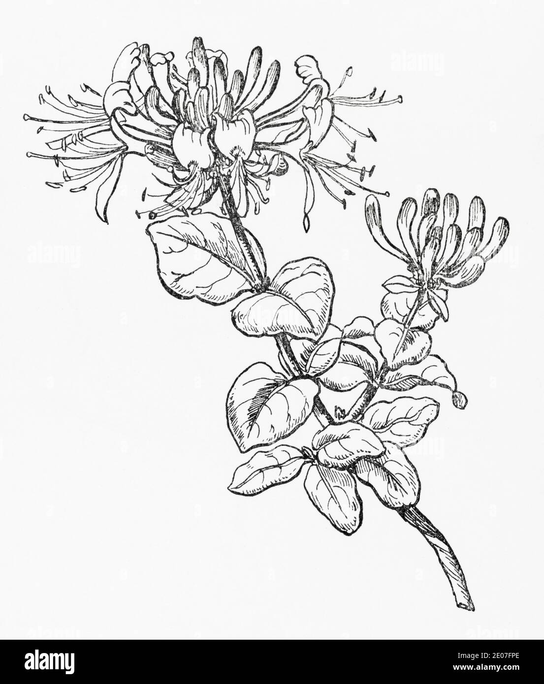 Old botanical illustration engraving of Honeysuckle, Woodbine / Lonicera periclymenum. Traditional medicinal herbal plant. See Notes Stock Photo