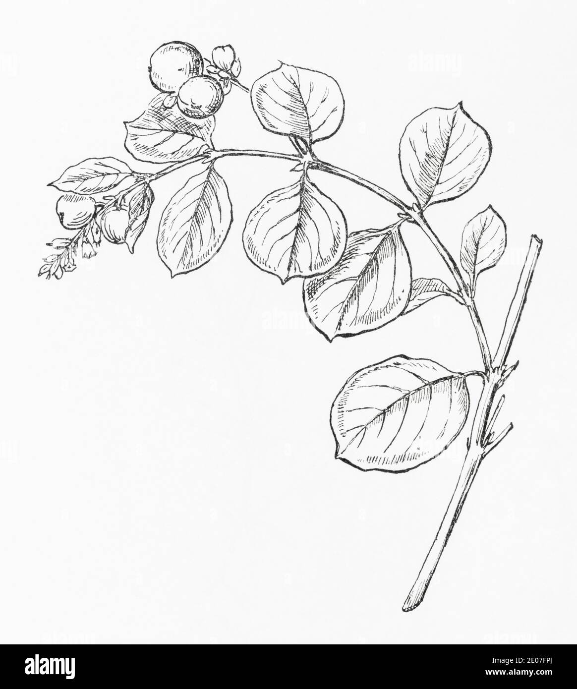 Old botanical illustration engraving of Snowberry / Symphoricarpos racemosus. Sometimes used as a medicinal herbal plant. See Notes Stock Photo
