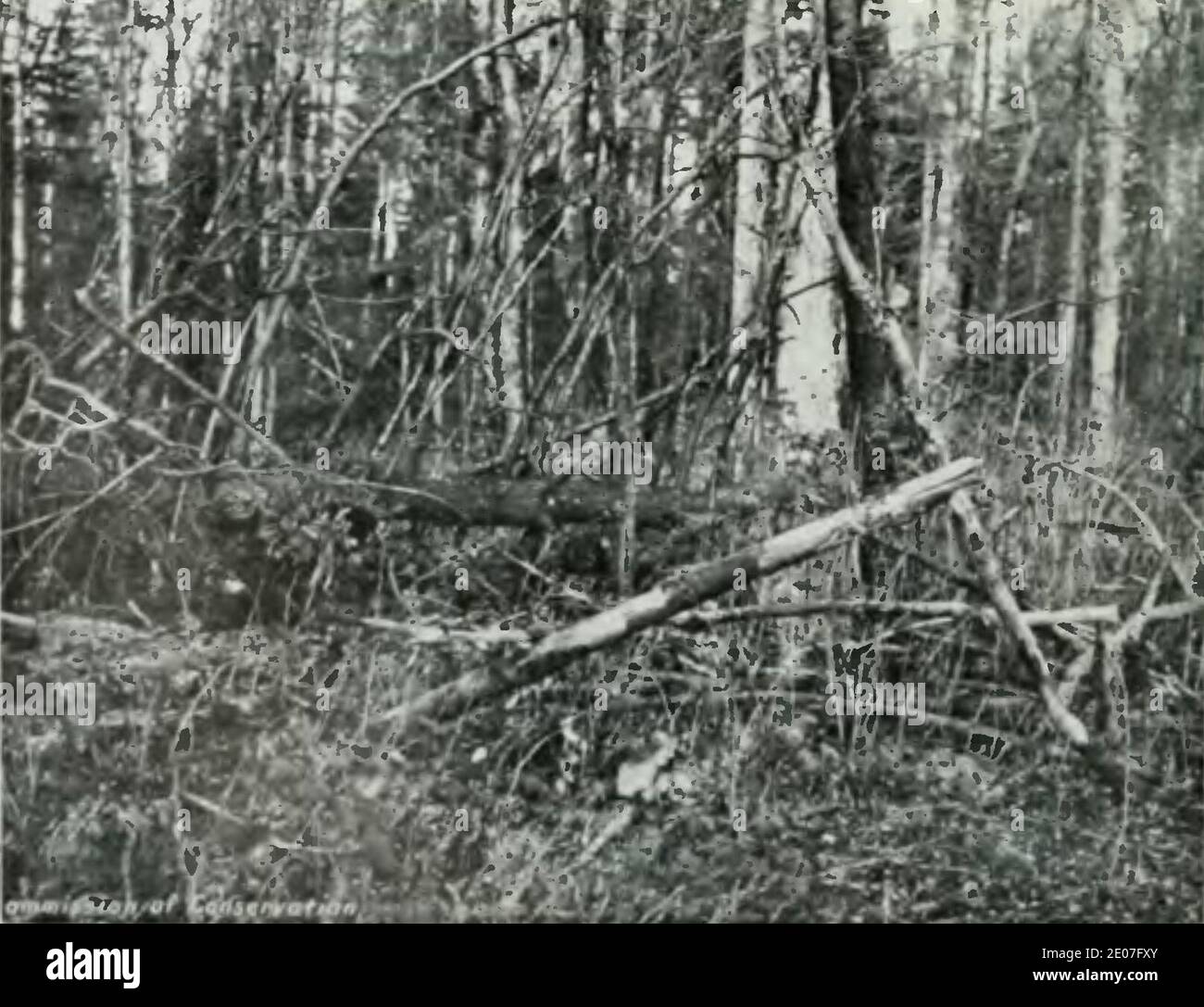 Leavitt Protection des forêts au Canada, 1912 (page 109 crop)2 Stock