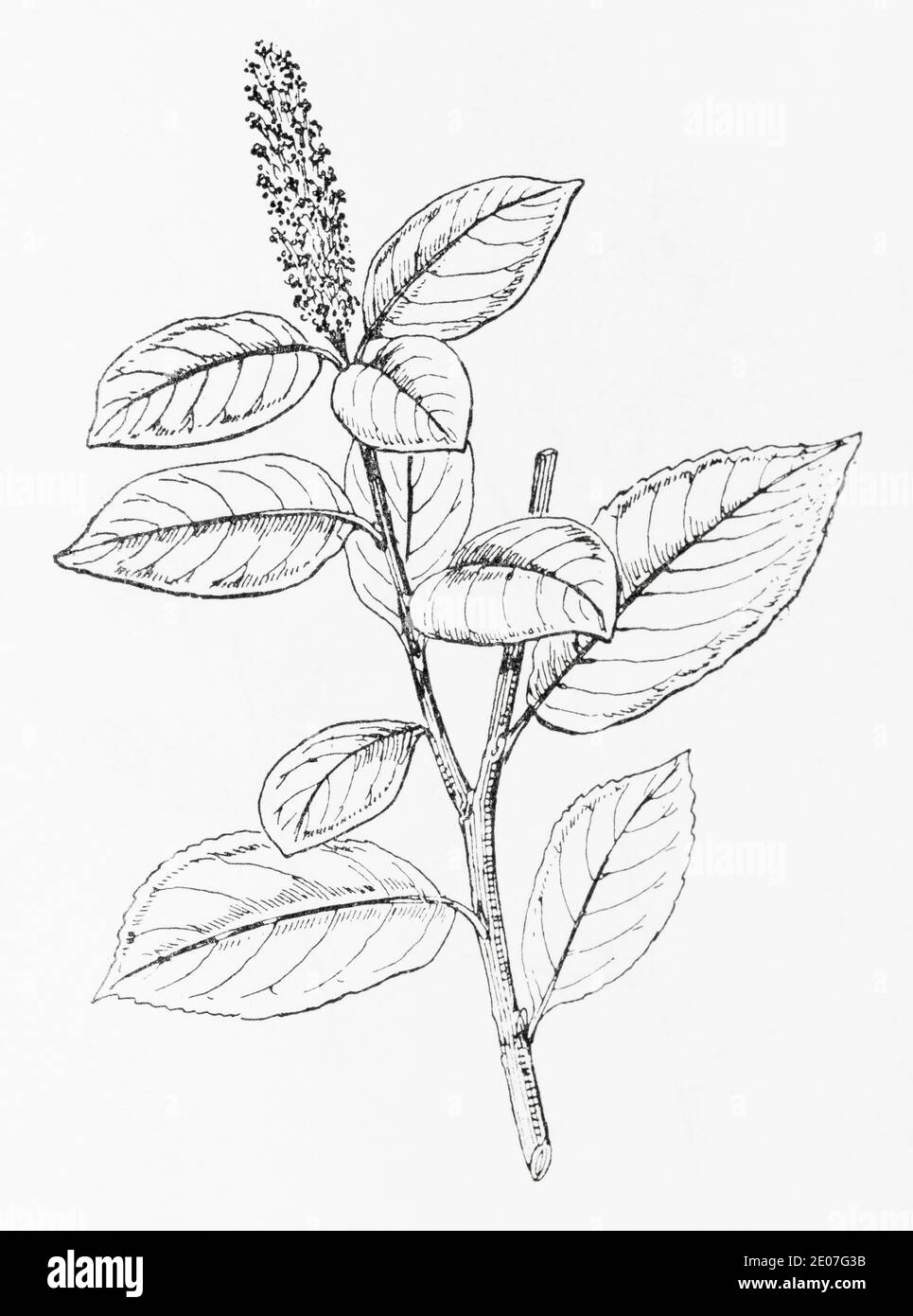 Old botanical illustration engraving of Bay-leaved Willow / Salix pentandra. Traditional medicinal herbal plant. See Notes Stock Photo