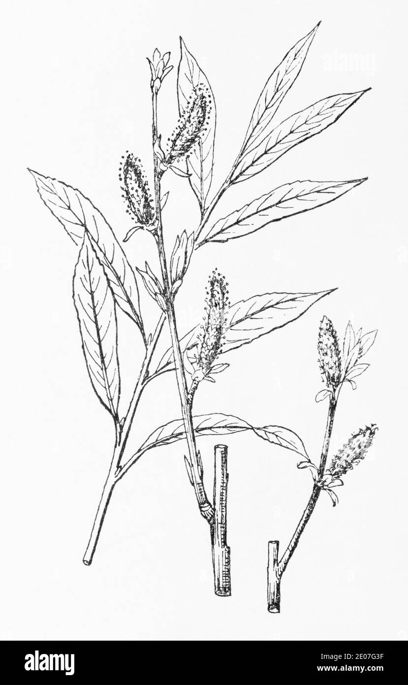 Old botanical illustration engraving of Rose Willow / Salix rubra. Traditional medicinal herbal plant. See Notes Stock Photo