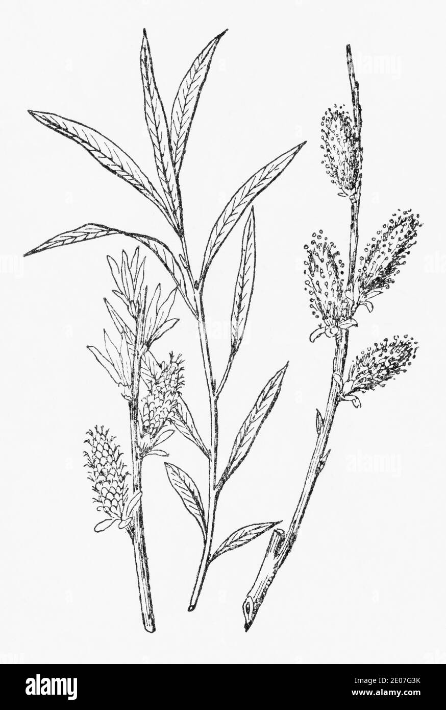 Old botanical illustration engraving of Osier / Salix viminalis. Traditional medicinal herbal plant. See Notes Stock Photo