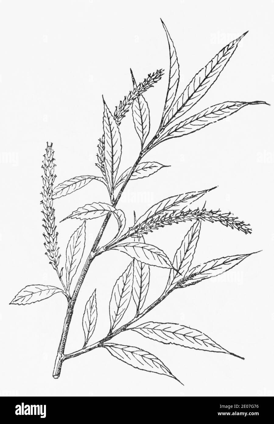 Old botanical illustration engraving of White Willow / Salix alba. Traditional medicinal herbal plant. See Notes Stock Photo