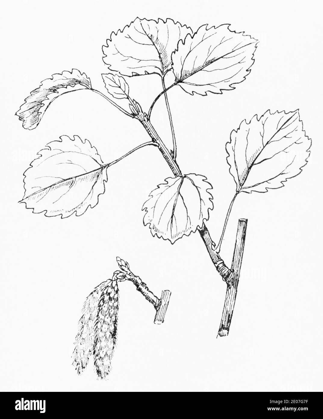 Old botanical illustration engraving of Aspen / Populus tremula. Traditional medicinal herbal plant. See Notes Stock Photo