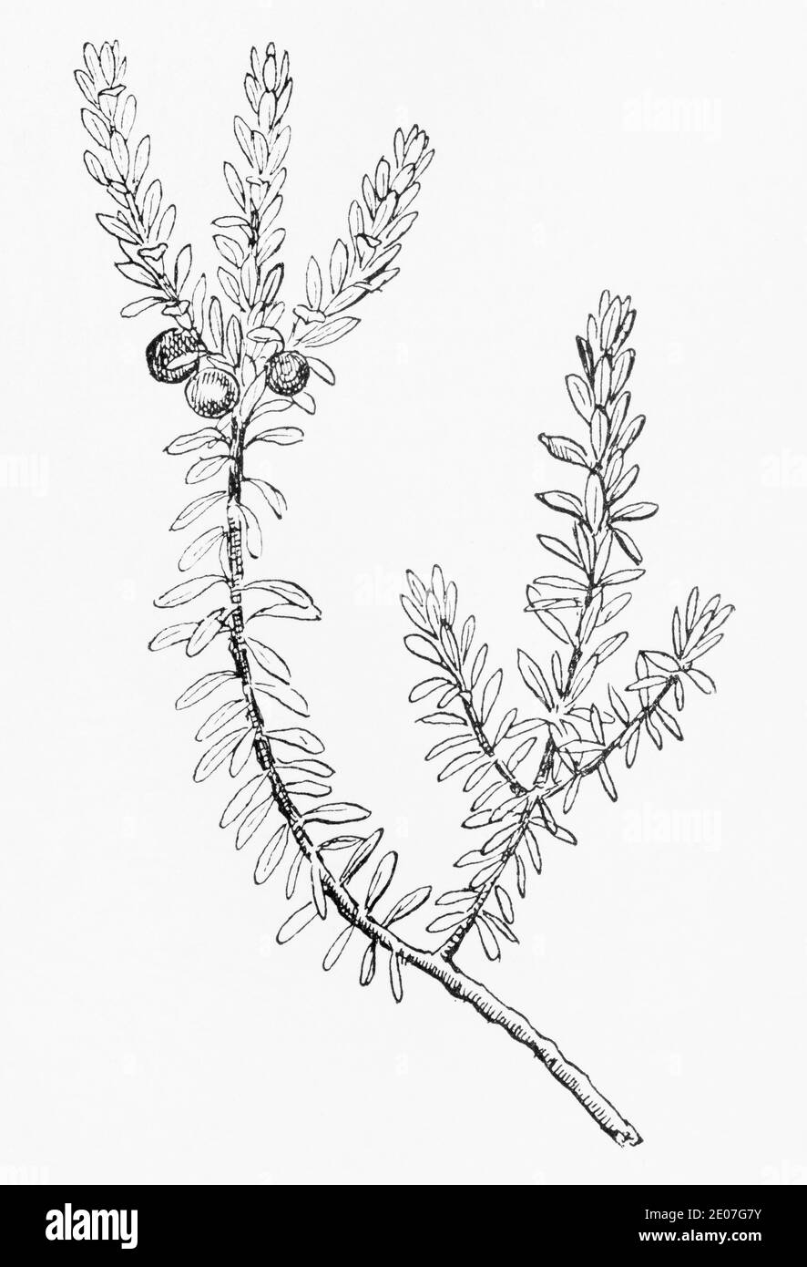 Old botanical illustration engraving of Crowberry / Empetrum nigrum. Traditional medicinal herbal plant. See Notes Stock Photo