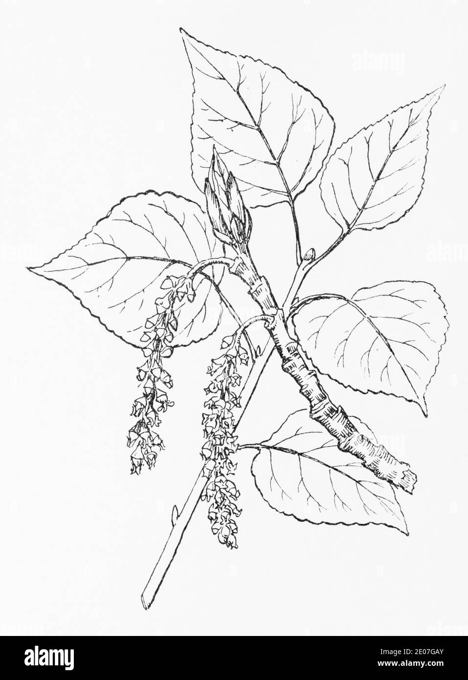 Old botanical illustration engraving of Black Poplar / Populus nigra. Traditional medicinal herbal plant. See Notes Stock Photo