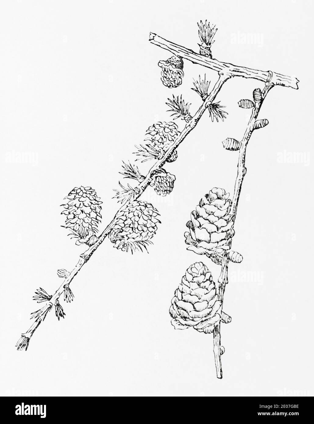 Old botanical illustration engraving of Larch, European Larch / Larix decidua, Larix europaea. Traditional herbal medicine plant. See Notes Stock Photo