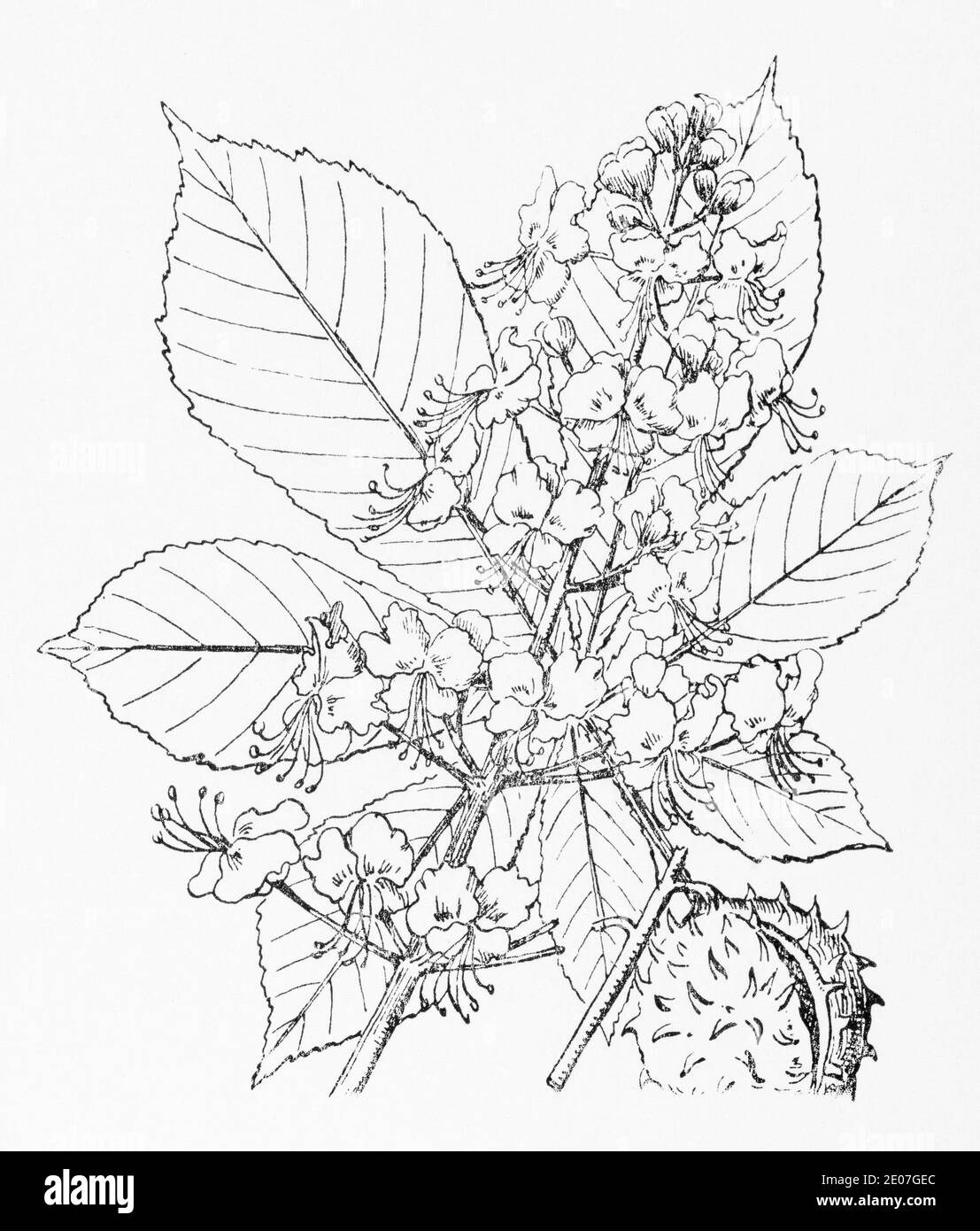 Old botanical illustration engraving of Horse Chestnut / Aesculus hippocastanum. Traditional medicinal herbal plant. See Notes Stock Photo