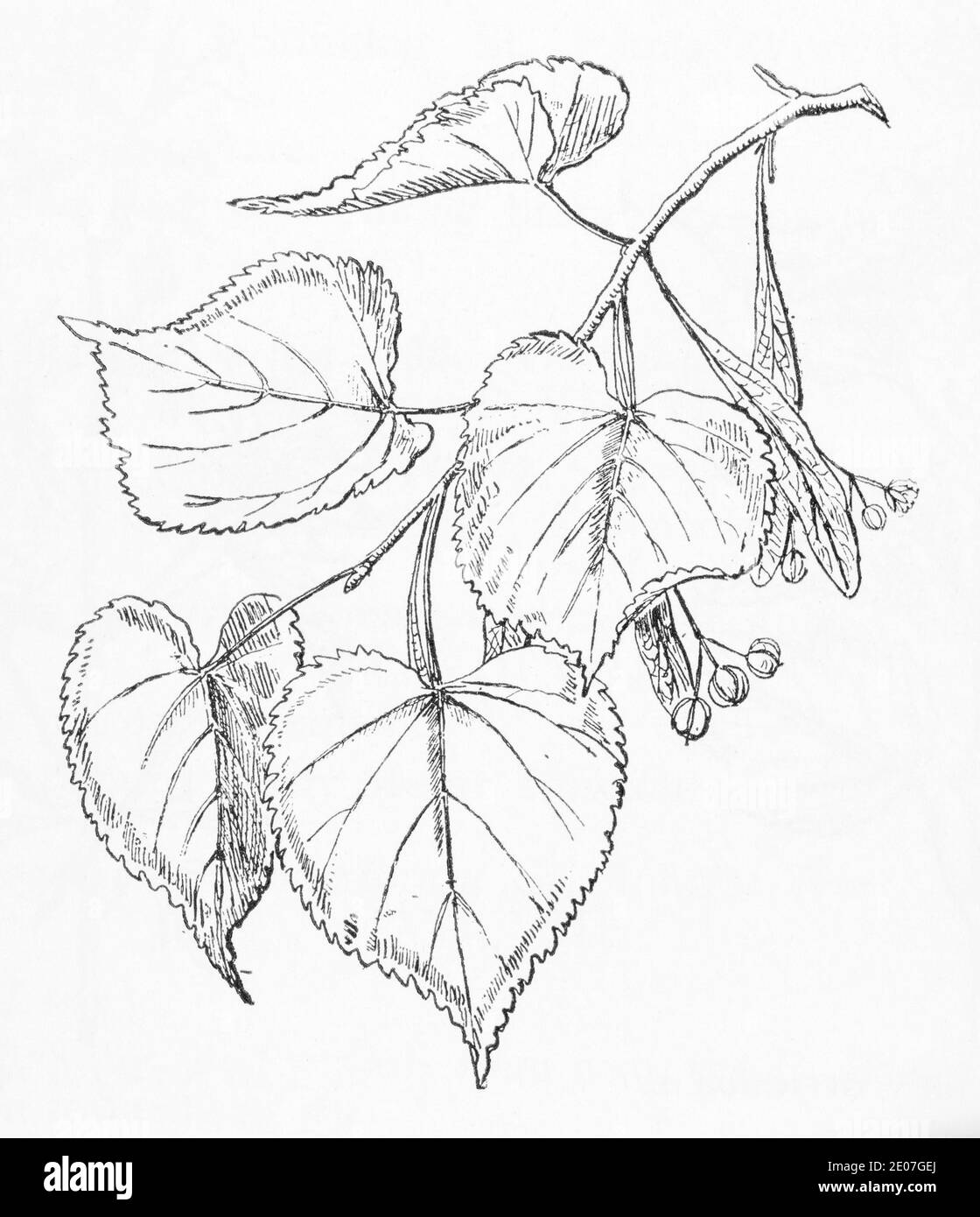 Old botanical illustration engraving of Large-Leaved Lime / Tilia platyphyllos. Traditional medicinal herbal plant. See Notes Stock Photo