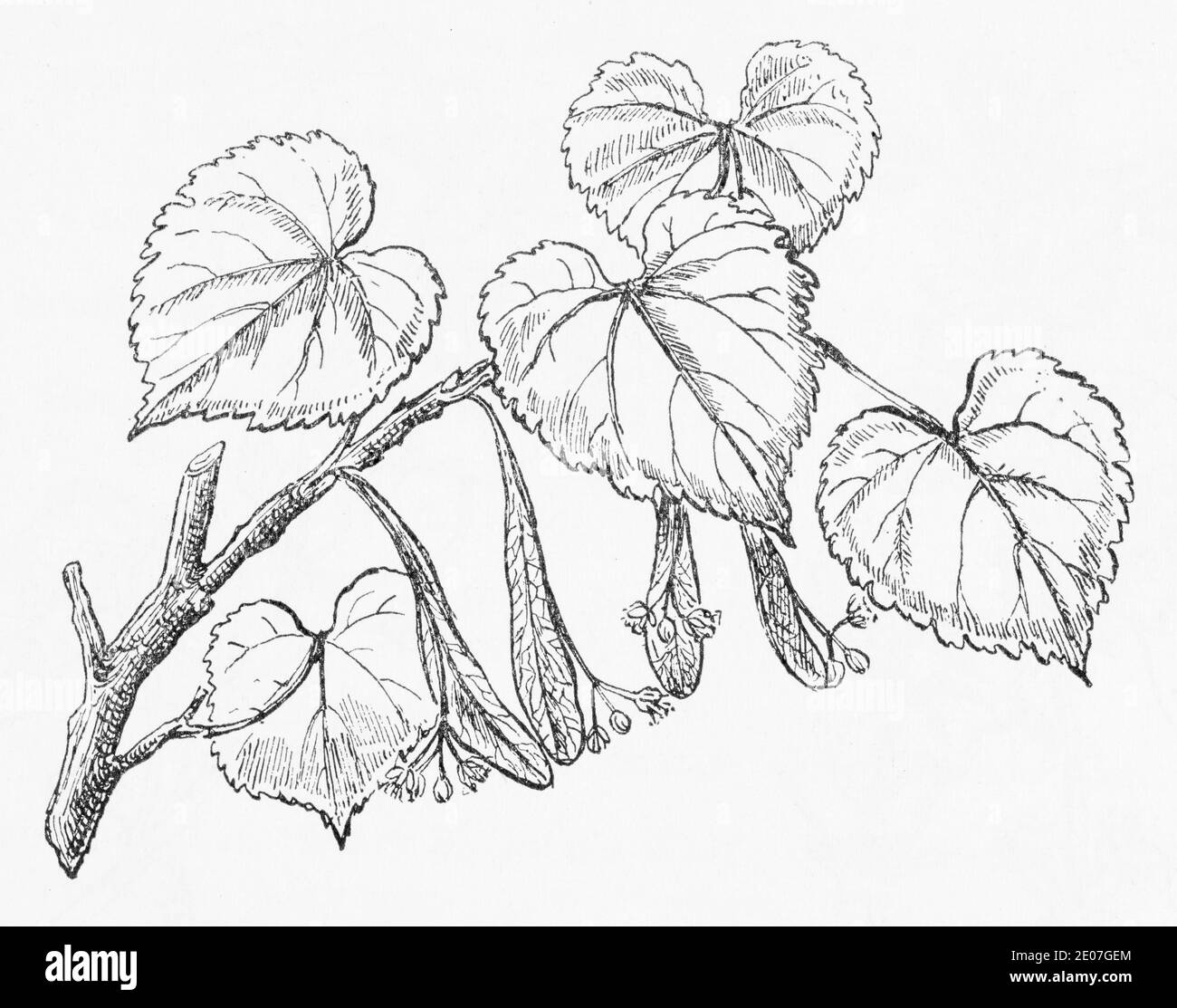 Old botanical illustration engraving of Small-Leaved Lime / Tilia cordata. Traditional medicinal herbal plant. See Notes Stock Photo