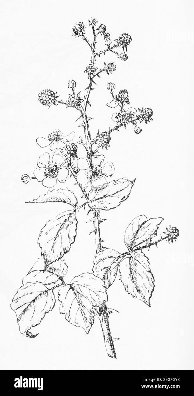 Old botanical illustration engraving of Bramble, Blackberry / Rubus fruticosus. Traditional medicinal herbal plant. See Notes Stock Photo