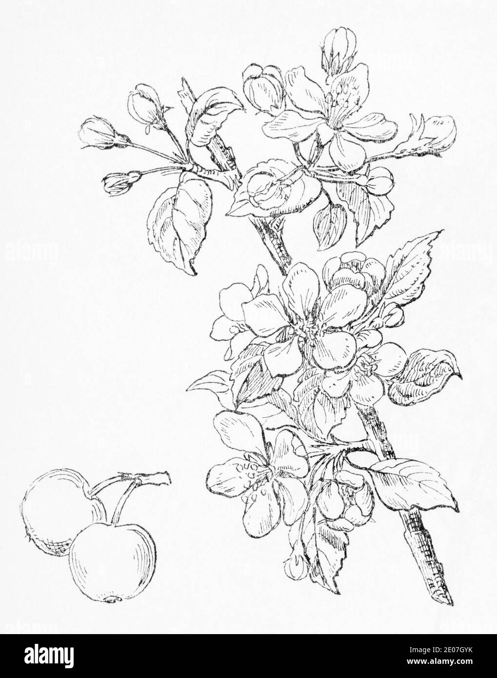 Old botanical illustration engraving of Crab Apple / Pyrus malus. Traditional medicinal herbal plant. See Notes Stock Photo