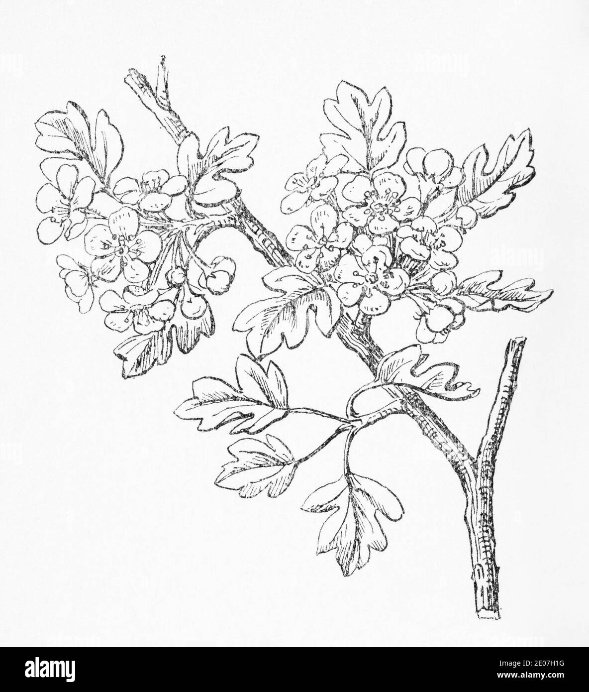 Old botanical illustration engraving of Hawthorn / Crataegus oxycantha. Traditional medicinal herbal plant. See Notes Stock Photo
