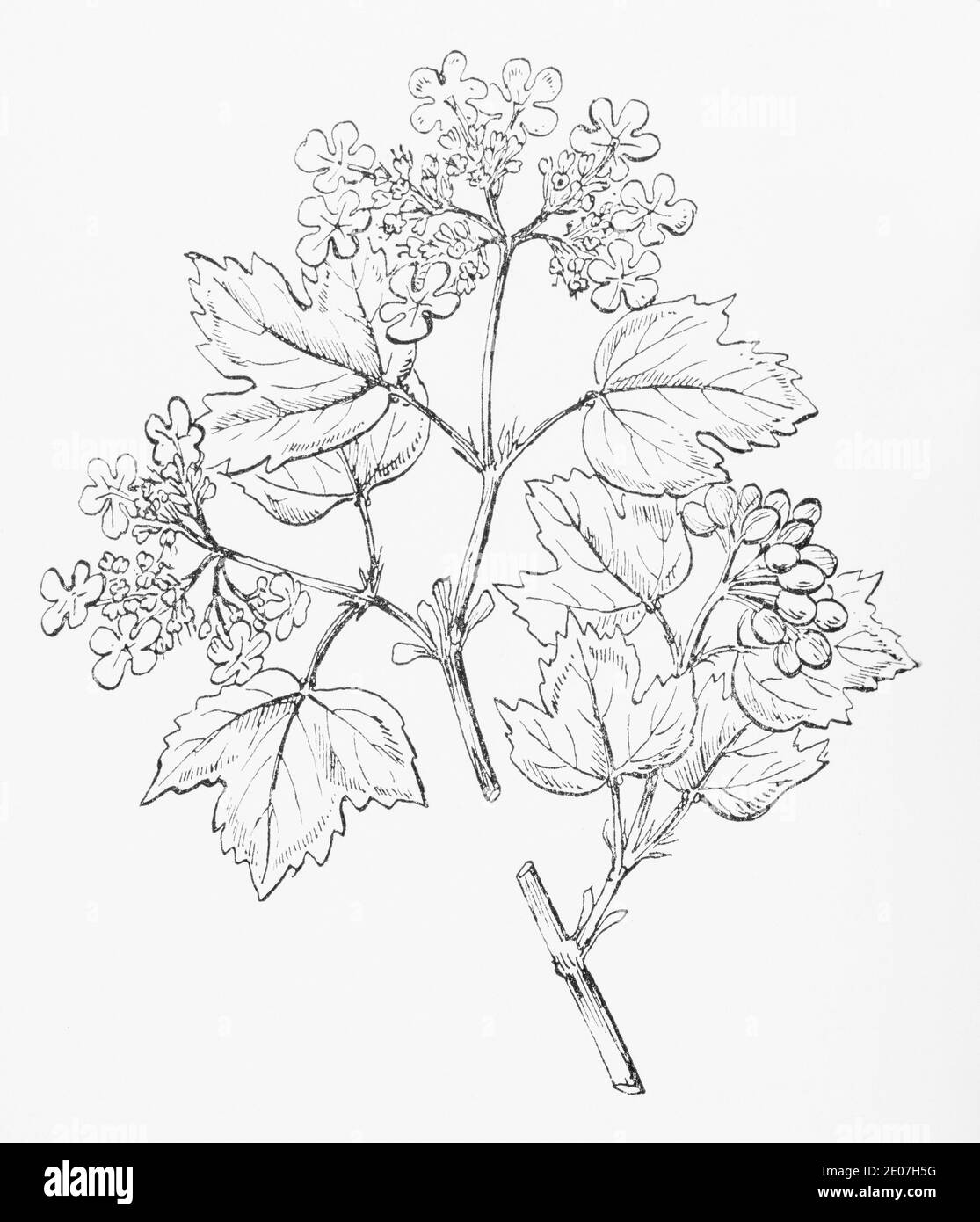 Old botanical illustration engraving of Guelder Rose / Viburnum opulus. Traditional medicinal herbal plant. See Notes Stock Photo