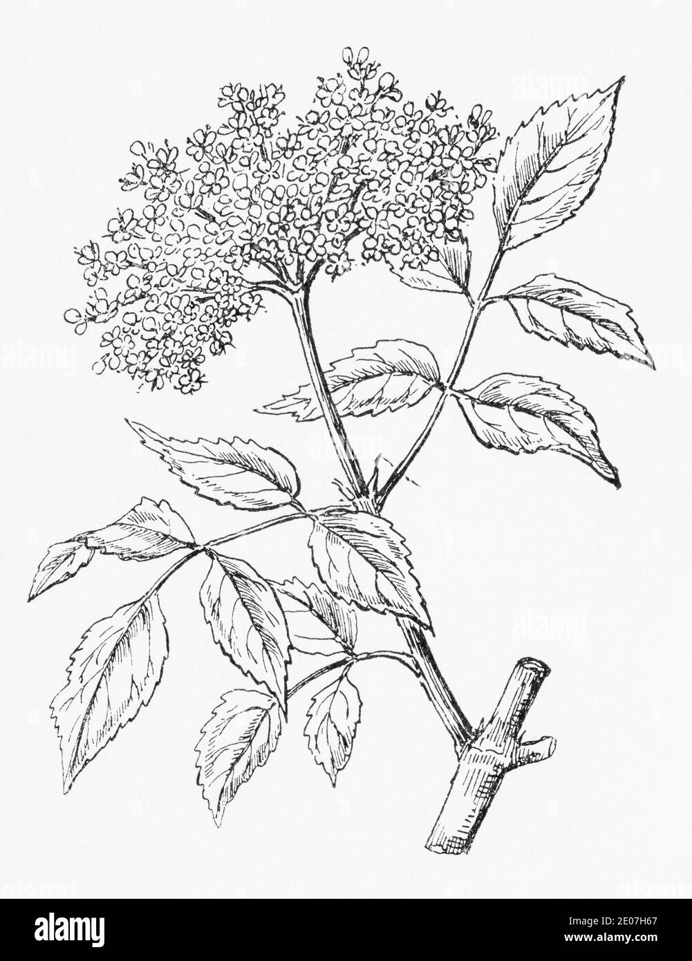 Old botanical illustration engraving of Common Elder / Sambucus nigra. Traditional medicinal herbal plant. See Notes Stock Photo