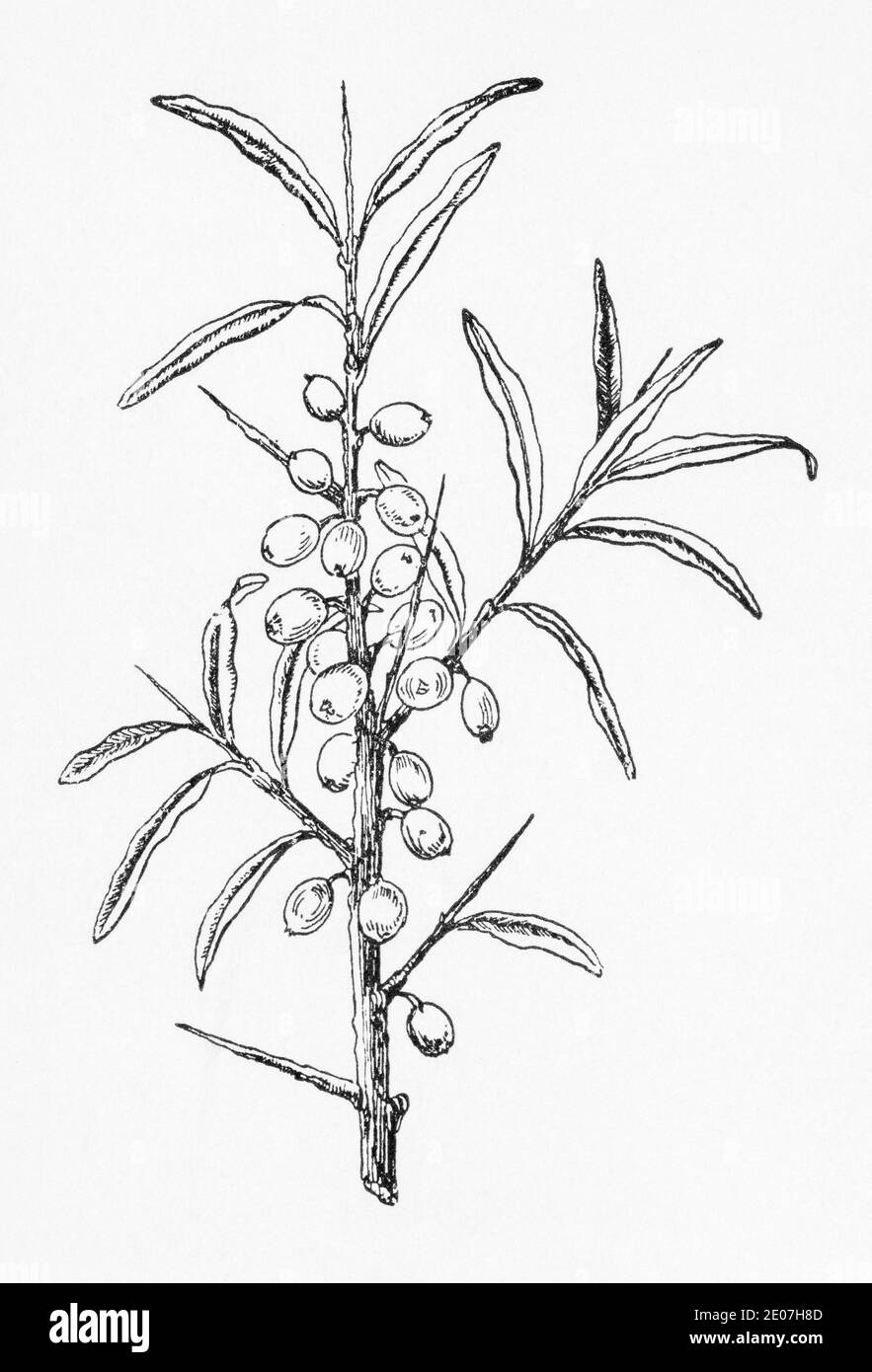 Old botanical illustration engraving of Sea Buckthorn / Hippophae rhamnoides. Traditional medicinal herbal plant. See Notes Stock Photo