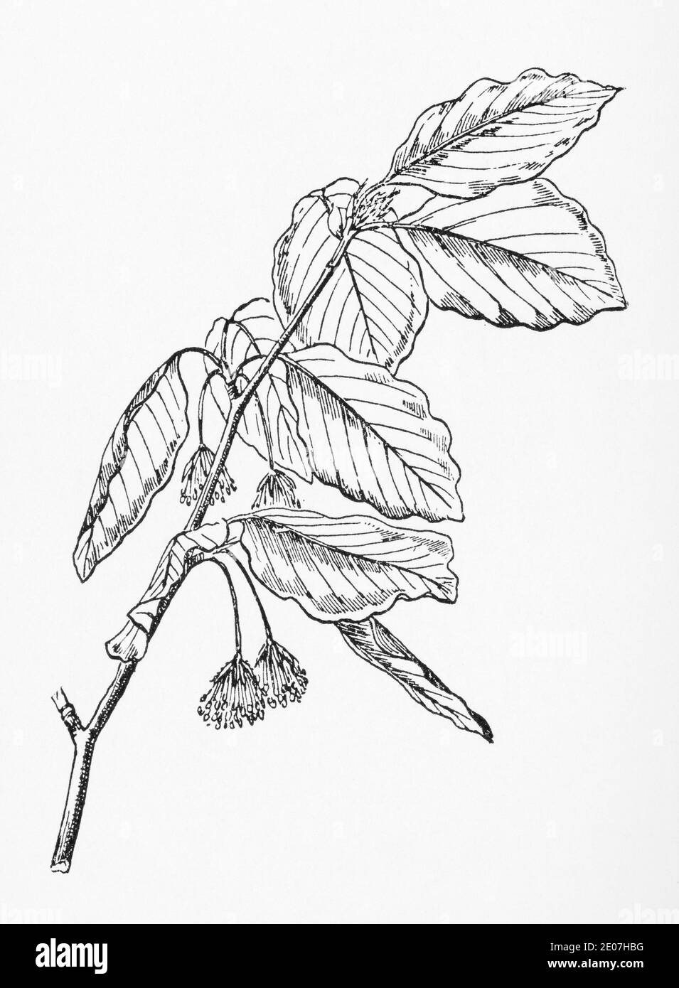 Old botanical illustration engraving of Beech / Fagus sylvatica. Nuts edible. Traditional medicinal herbal plant. See Notes Stock Photo