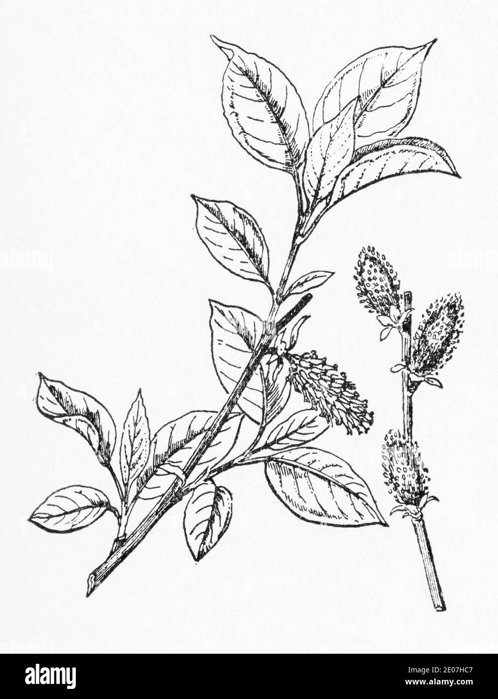 Old botanical illustration engraving of Grey Willow, Sallow / Salix cinerea. Traditional medicinal herbal plant. See Notes Stock Photo