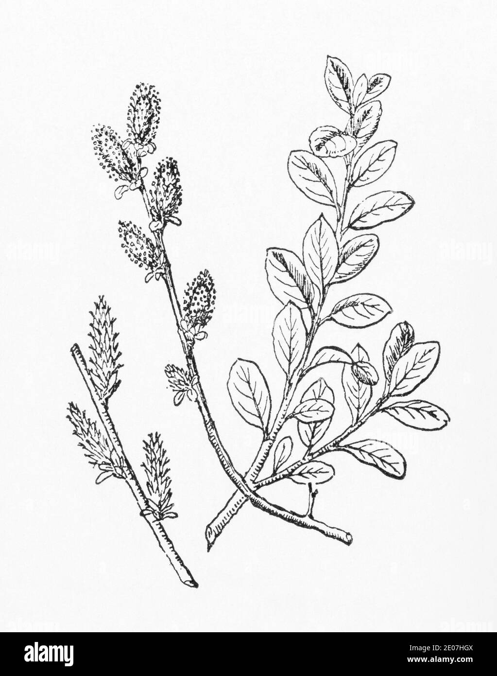 Old botanical illustration engraving of Creeping Willow, Dwarf Willow / Salix repens. Traditional medicinal herbal plant. See Notes Stock Photo