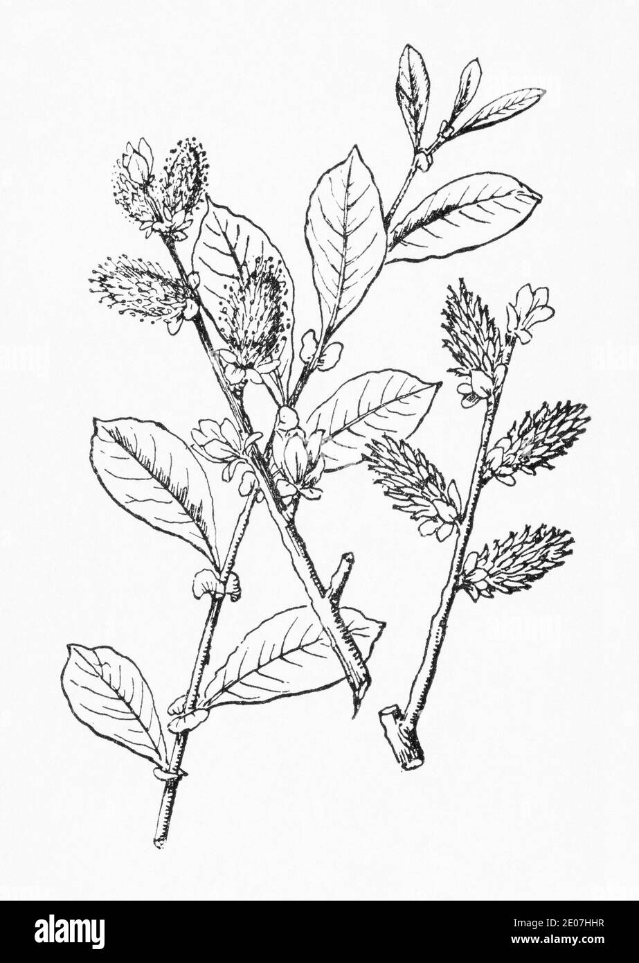Old botanical illustration engraving of Salix aurita / Eared Willow. Traditional medicinal herbal plant. See Notes Stock Photo