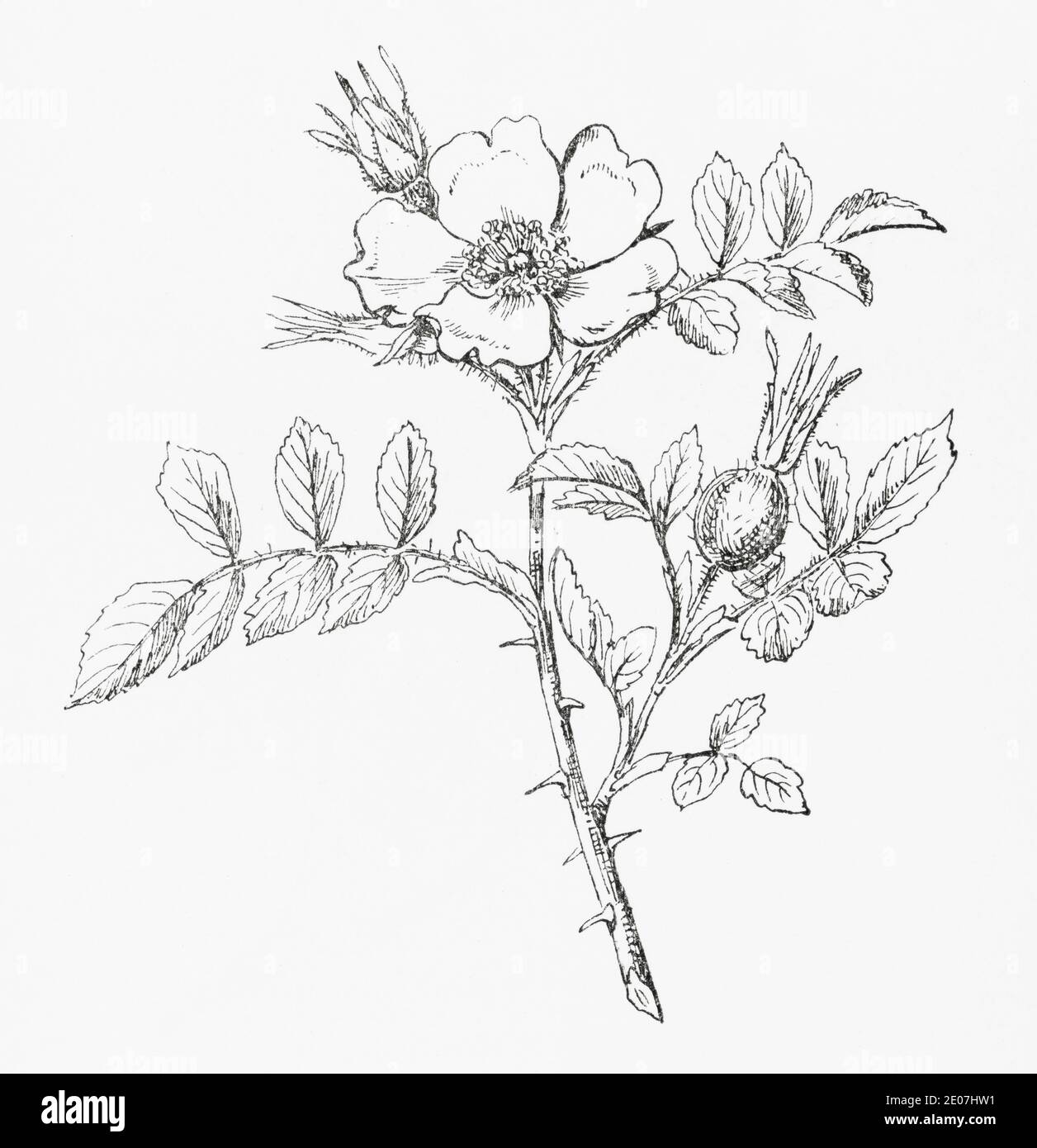 Old botanical illustration engraving of Soft Downy Rose / Rosa mollis. See Notes Stock Photo