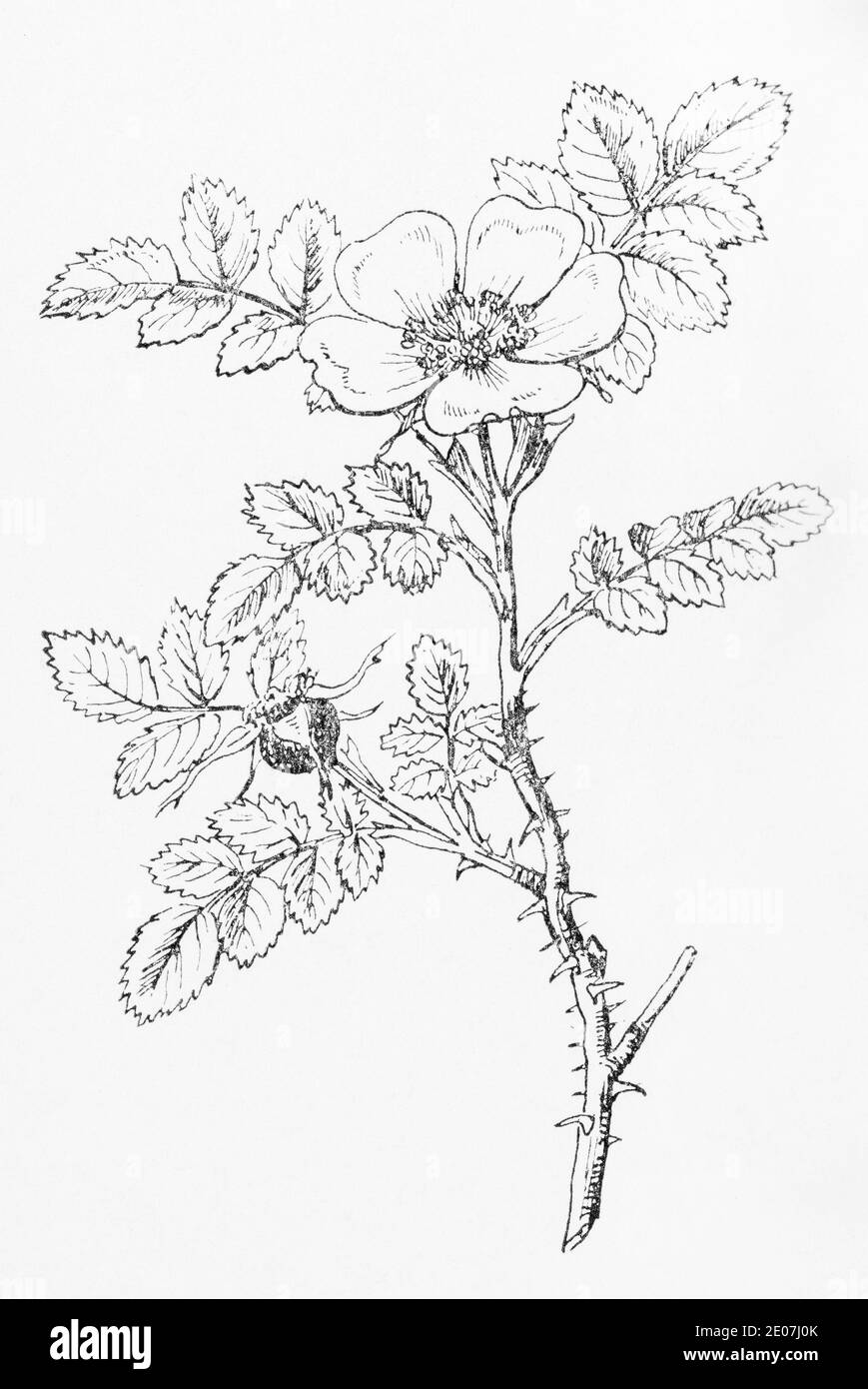 Old botanical illustration engraving of Irish Burnet Rose / Rosa hibernica. See Notes Stock Photo