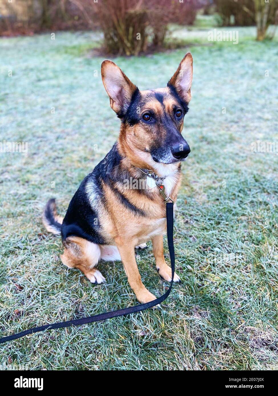 A mixedbreed dog between German shepherd and Labrador Retriever is sitting on a meadow with