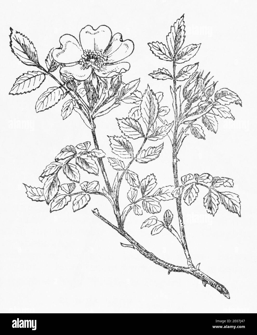 Old botanical illustration engraving of Dog Rose / Rosa canina. Traditional medicinal herbal plant. See Notes Stock Photo