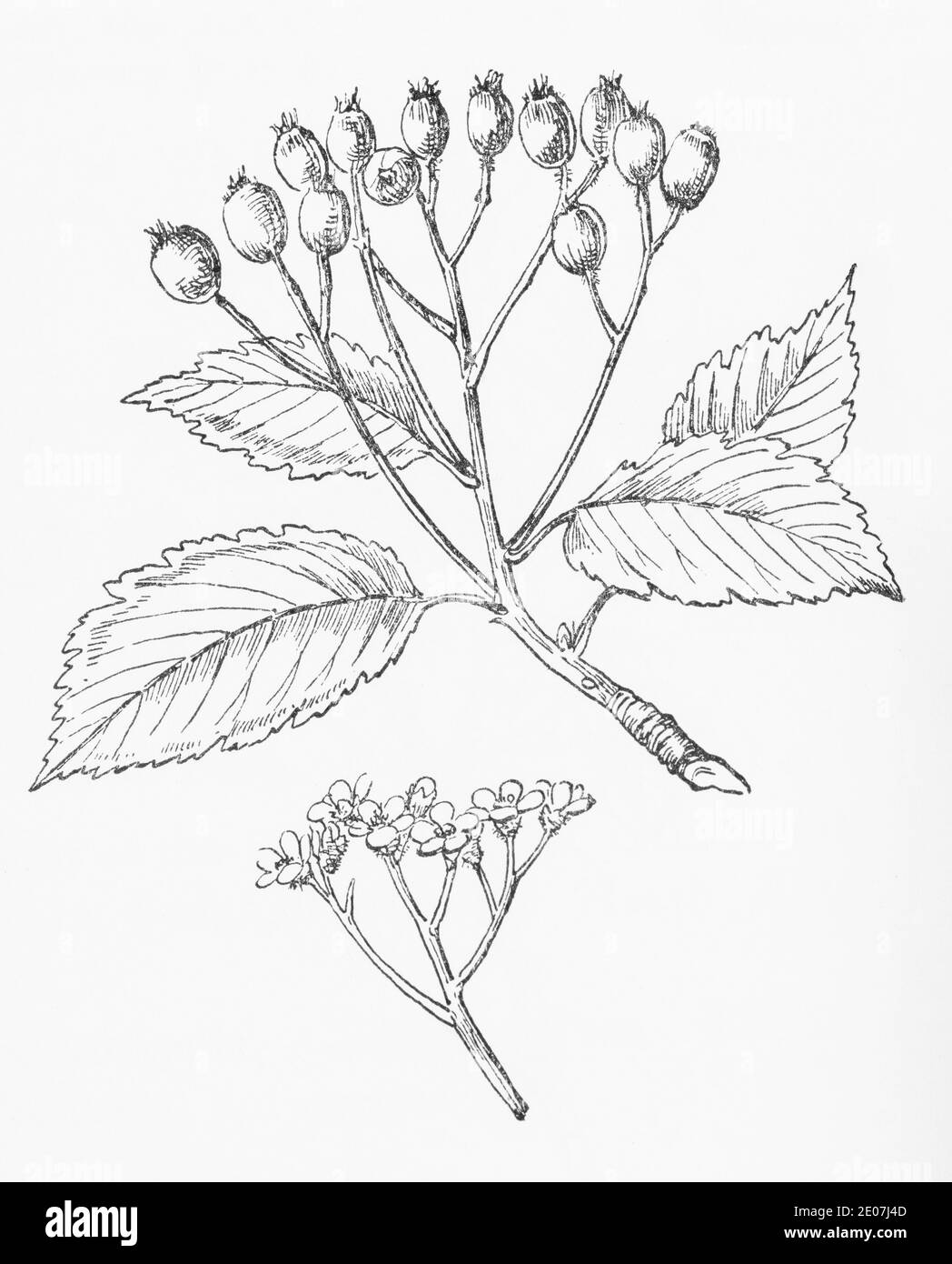 Old botanical illustration engraving of Whitebeam / Sorbus aria. Traditional medicinal herbal plant. See Notes Stock Photo