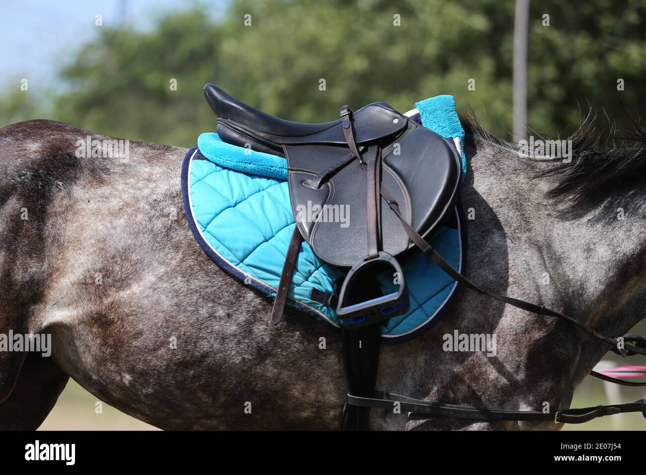 Old leather saddle with stirrups for show jumping race Saddle on a back