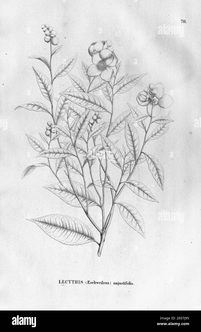 Lecythis angustifolia. Stock Photo