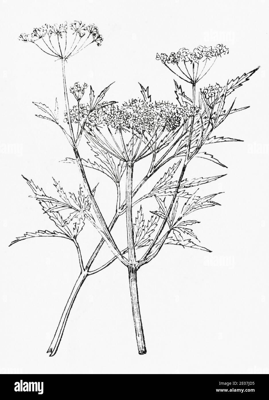 Old botanical illustration engraving of Water Hemlock, Cowbane / Cicuta virosa. Deadly poisonous medicinal herbal plant found in UK. See Notes Stock Photo