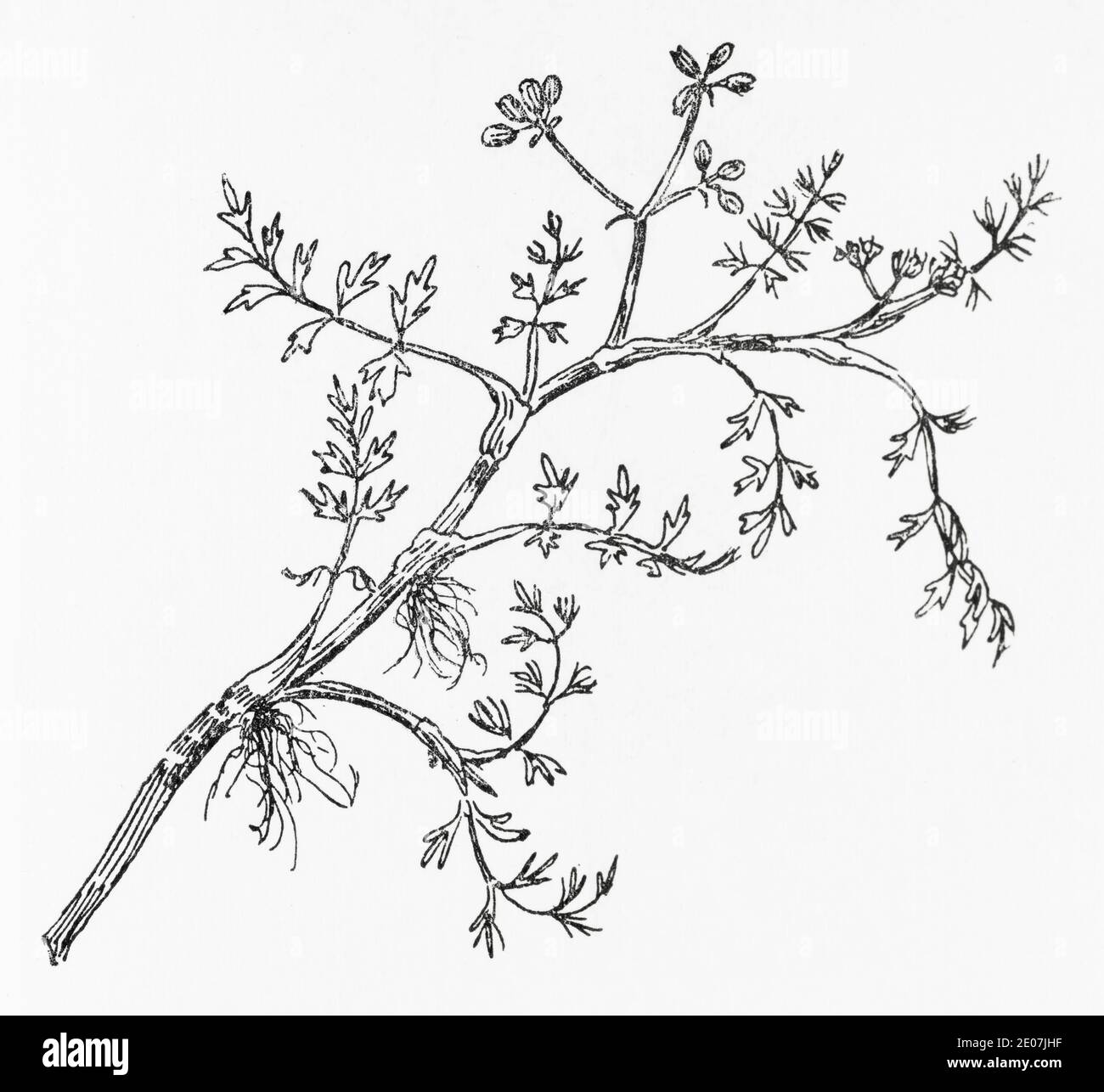 Old botanical illustration engraving of Water Parsnip, Submerged Water Parsnip / Apium inundatum. Drawings of British umbellifers. See Notes Stock Photo