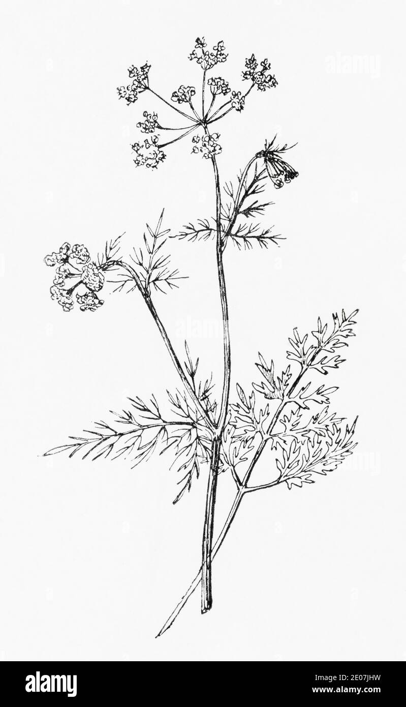 Old botanical illustration engraving of Earthnut, Pignut / Conopodium majus. Drawings of British umbellifers. Edible root. See Notes Stock Photo
